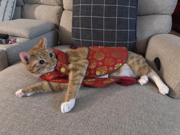 /Images/uploads/Cat Welfare Association/CatWelfare/entries/33767.jpg
